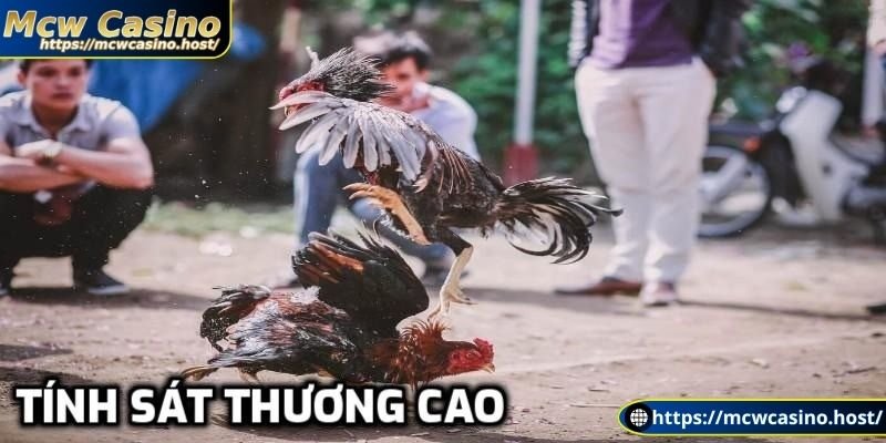 Cựa dao có tính sát thương cao
