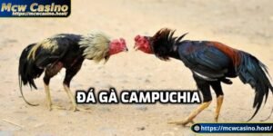 Đá gà Campuchia là gì?