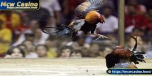 Tìm hiểu thông tin về trận đá gà 24 tỷ